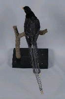 臺灣藍鵲藏品圖，第8張